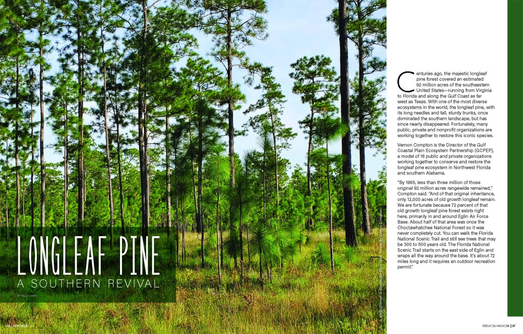 Longleaf Pine                       A Southern&nbsp;Revival